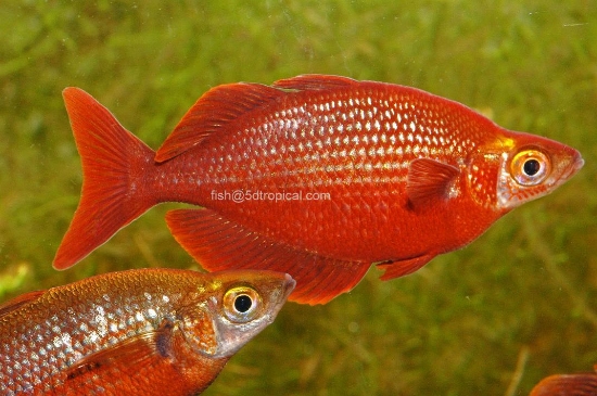 Picture of RAINBOWFISH-MILLENIUM LG             