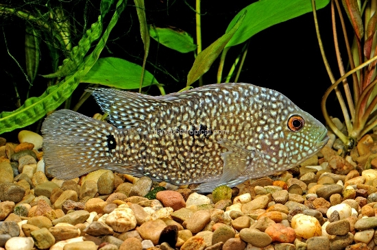 Picture of CICHLID-TEXAS REG              
