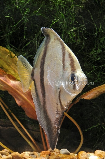 Picture of MONO SEBAE SM FL(FW)-W.W.