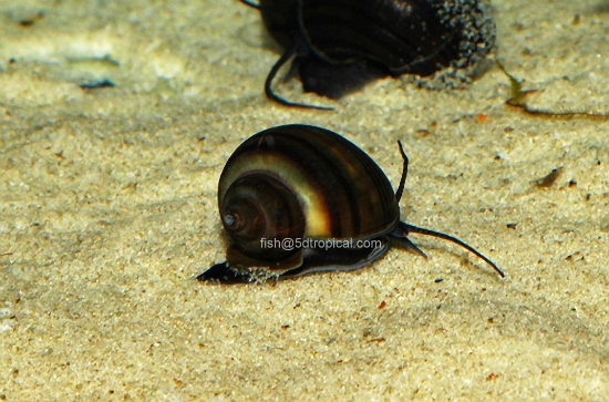 Picture of SNAIL-BLACK MYSTERY (NO GA,AZ,LA)  