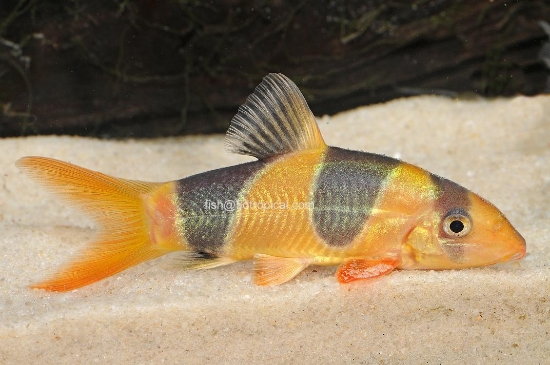 Picture of LOACH-CLOWN 3"-W.W.       