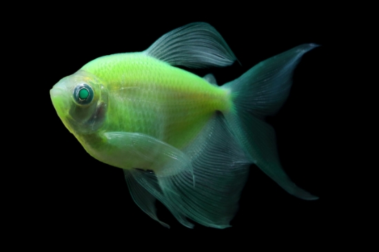 Picture of GLOFISH(R)TETRA-LONG FIN ELECTRIC GREEN(R)